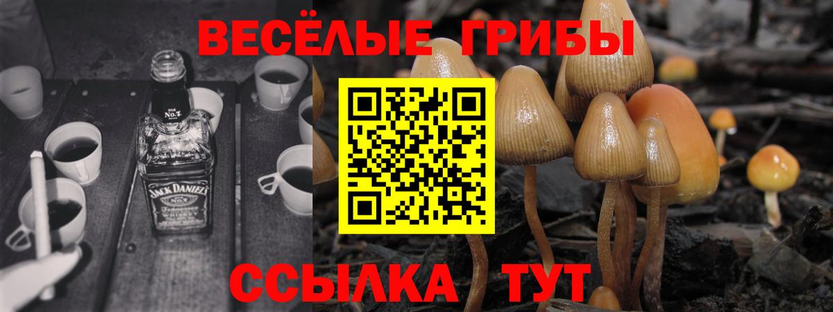 Псилоцибиновые грибы Cubensis Иваново